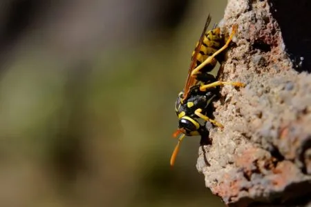 Wasp on rock