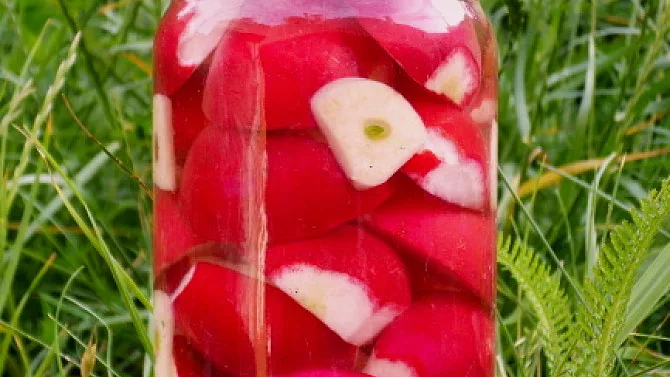 Pickled radishes in jar