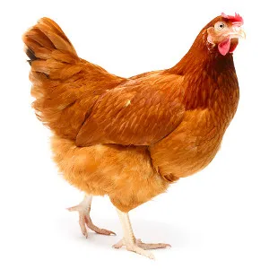 Hnědá slepice na bílém pozadí.