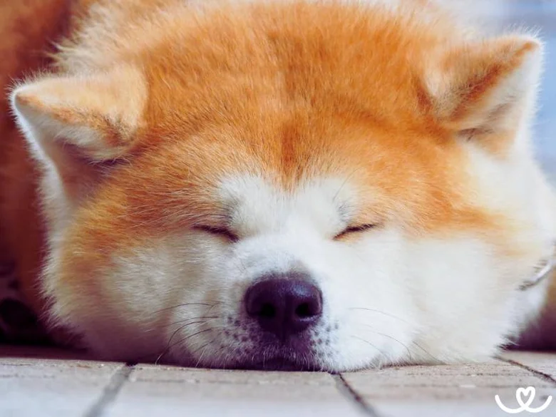 Spící akita inu s červenou srstí na dřevěné podlaze.