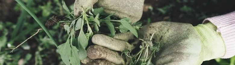 Ruční odstraňování plevelu z zahradní půdy rukama v rukavicích.