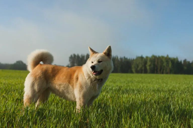 Akita Inu stojí na trávníku pod modrou oblohou.