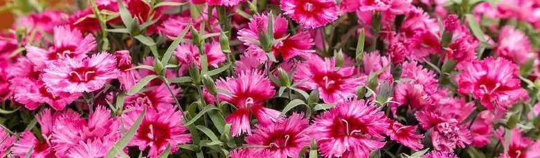 Růžové květy Dianthus caryophyllus v zahradním záhonu