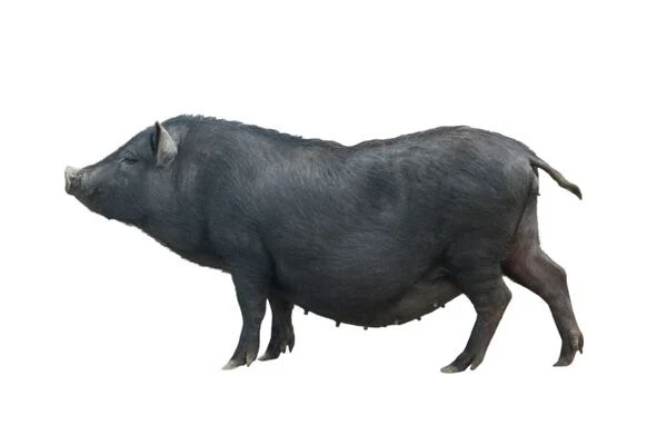 Černé prasátko v profilu na bílém pozadí