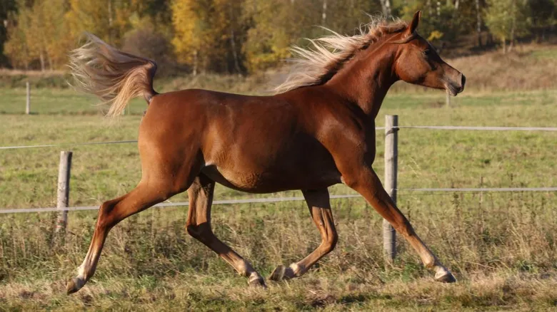 Arabský plnokrevník běží volně na louce.