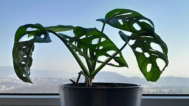 Monstera rostlina v květináči u okna s výhledem na hory.