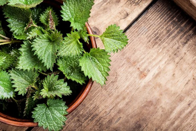 Stinging nettle plant in pot