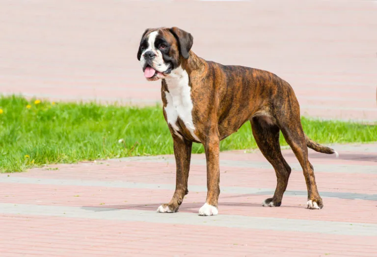 Boxer pes stojí na chodníku s trávou v pozadí.