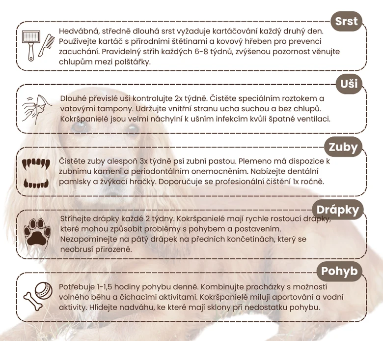 Infografika o péči a údržbě amerického kokršpaněla