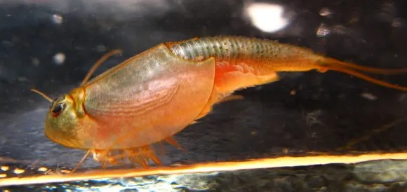 Listonoh (Daphnia) plavající v akváriu.