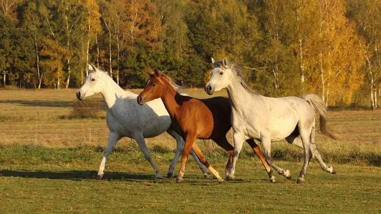 Tři koně běží po louce v podzimu.