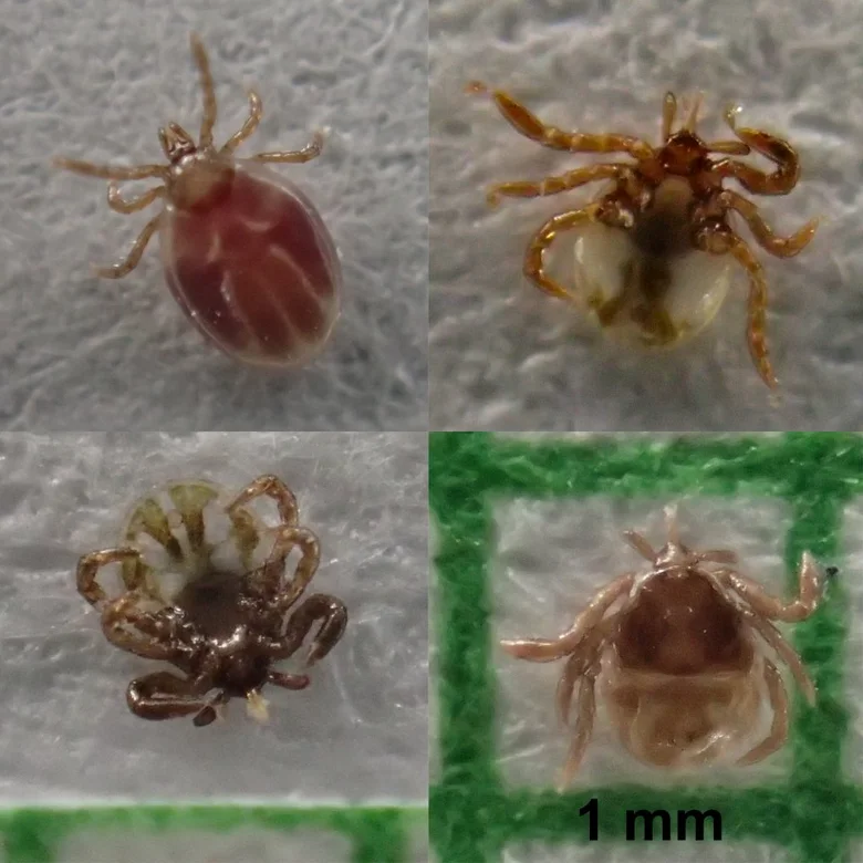 Čtyři detailní záběry klíšťat s měřítkem 1 mm