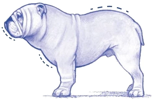 Anatomický nákres staroanglického bulldoga v profilu.