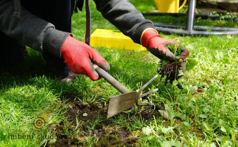 Osoba s červenými rukavicemi vytrhává plevel z trávy pomocí zahradního nástroje.