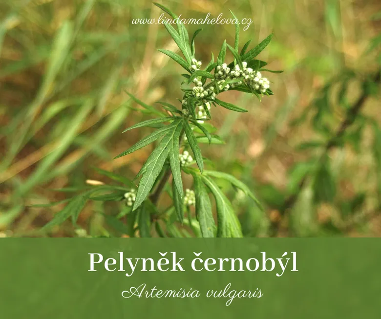 Pelyněk černobýl - rostlina s jemnými listy a bílými květy.
