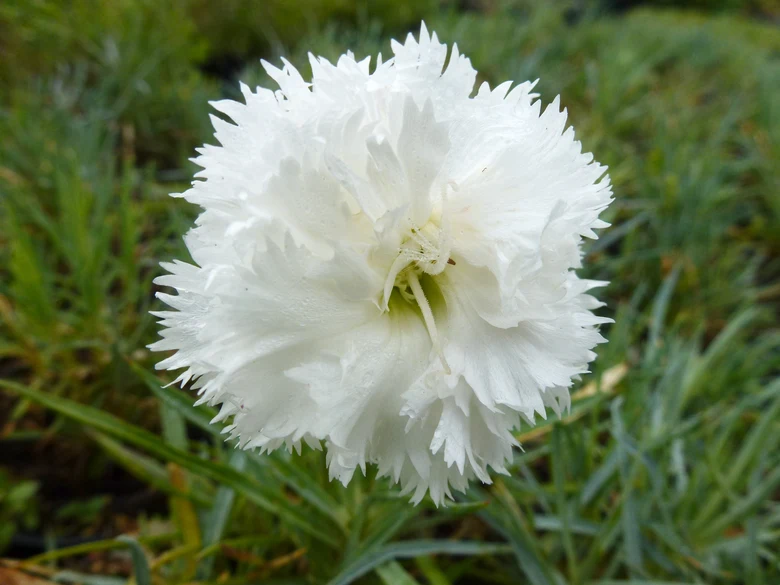 Bílá květina Dianthus caryophyllus na zeleném pozadí