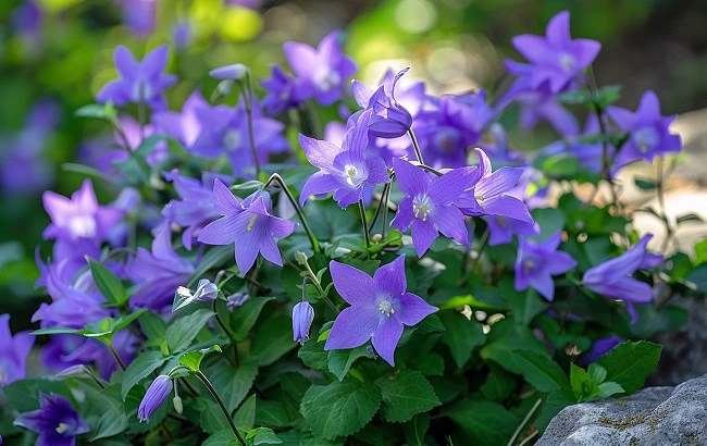 Fialové květy Campanula rostoucí venku v zahradě.