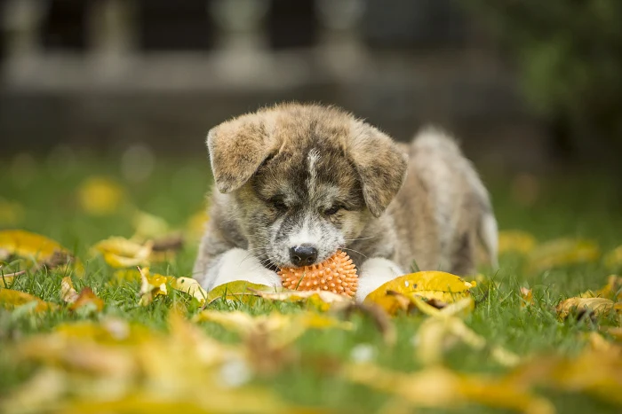 Mladý akita inu hraje s hračkou na trávníku.