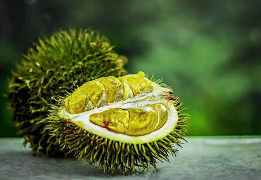 Otevřená trnucha obecná s viditelnou žlutou dužinou.
