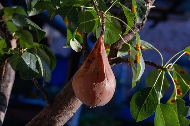 Hruška napadená rezí hrušňovou visící na stromě.
