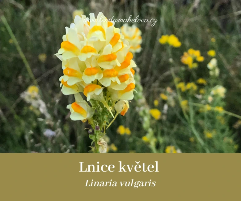 Yellow and orange flower cluster
