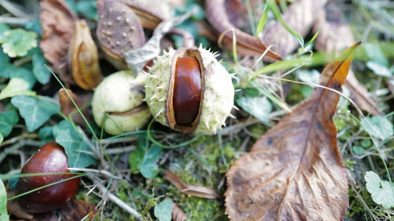 Kaštany v přírodě s roztrženým pluchem