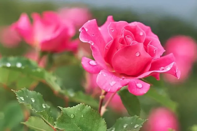 Růže v květináči s kapkami rosy na lístcích.