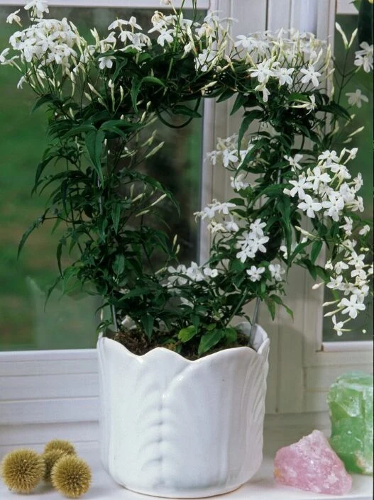 Jasmine plant in pot