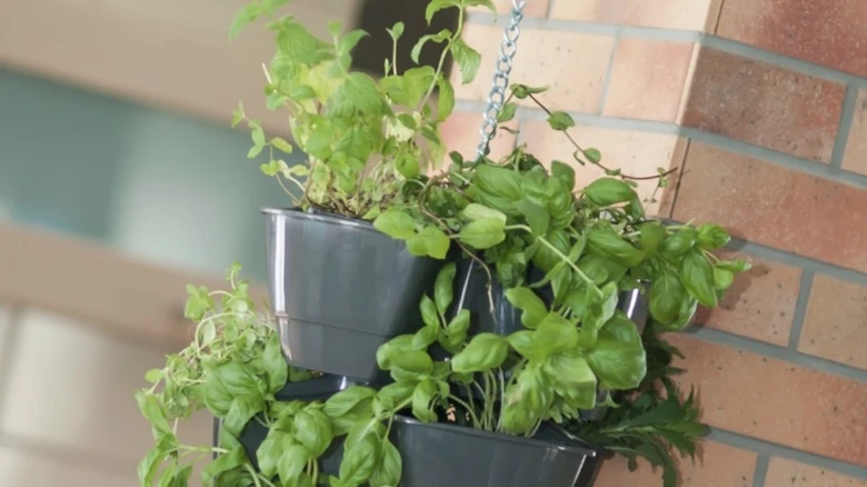 Svěží bylinky v závěsných květináčích na balkóně.