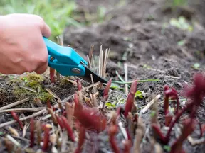 Ruční stříhání pivoňky zahradním nůžkami pro zdravý růst