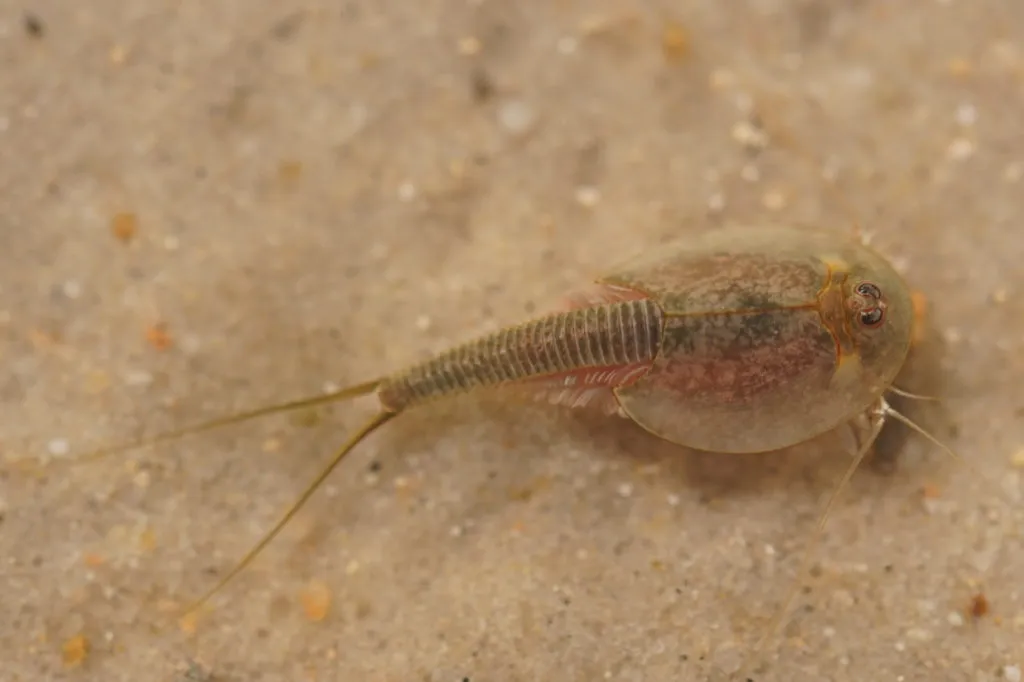 Triops vodní blecha na pískovém dně v akváriu.