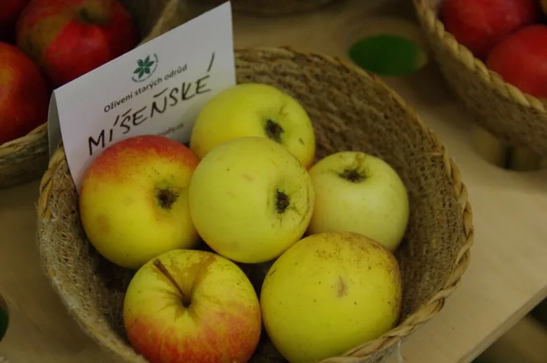 Stará česká odrůda jablek Mišenských v košíku.