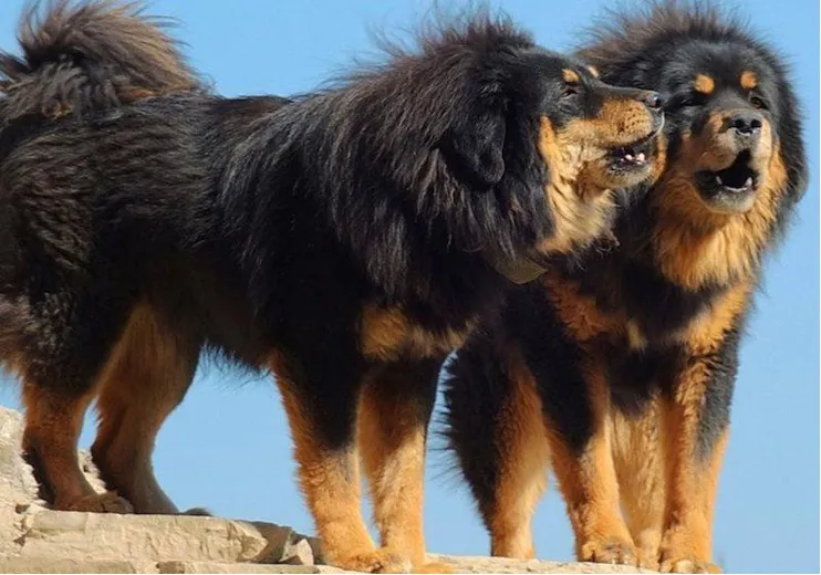 Dva tibetská doga stojí na skále proti modré obloze