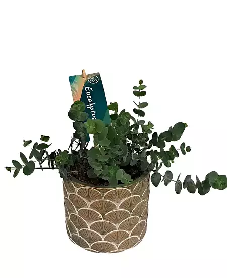 Eukalyptus v květináči s listy pro domácí péči