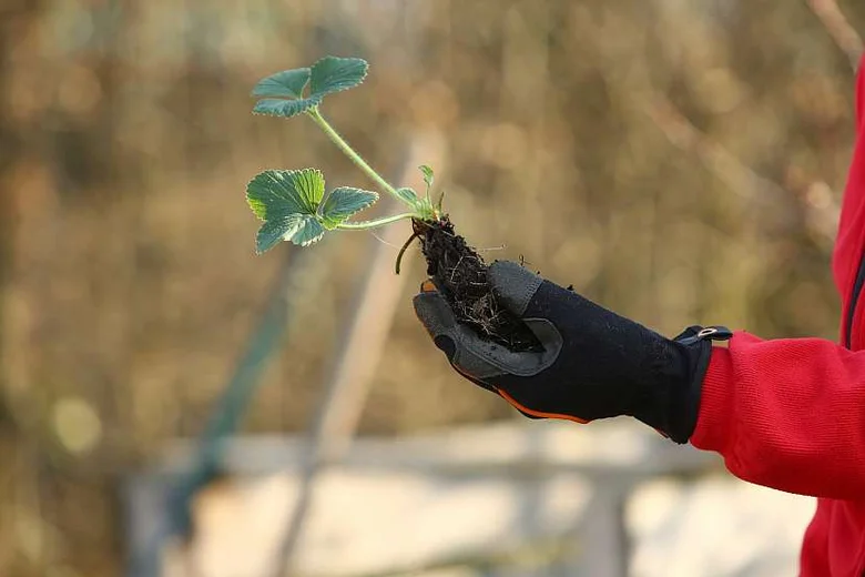Ruka v rukavici drží sazeničku jahody s kořeny.