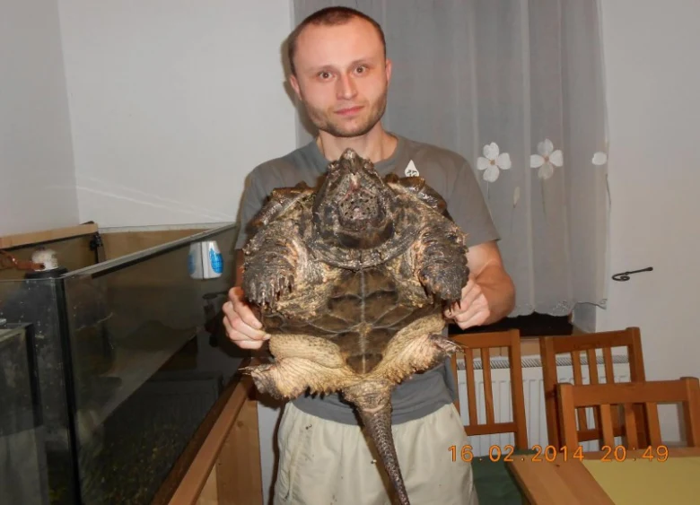 Muž drží velkou kajmanku supí v interiéru.