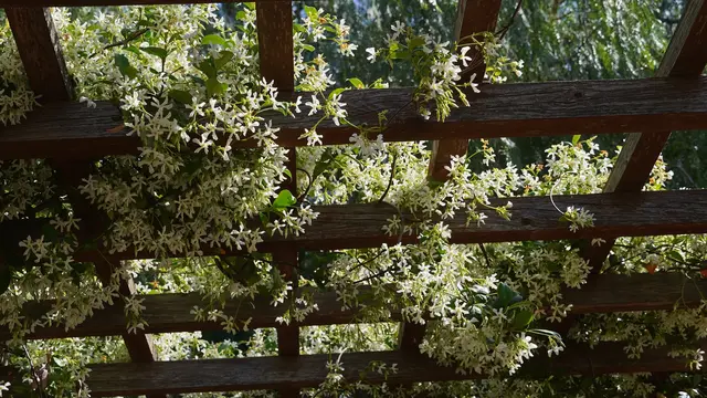 Jasmine flowers on trellis