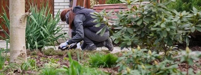 Osoba pěstuje hortenzie v zahradě