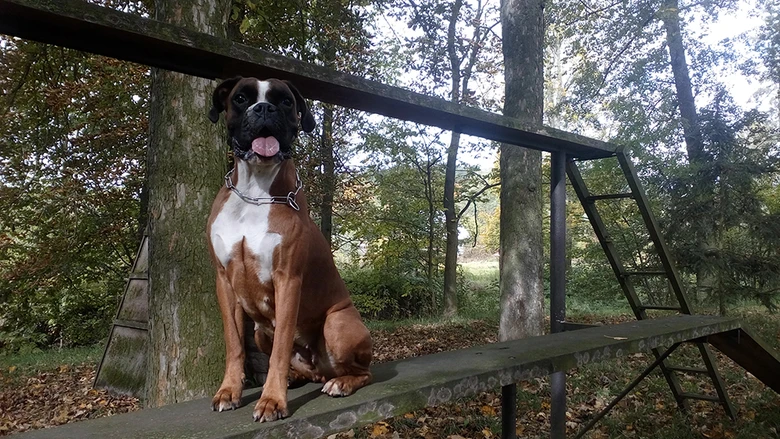 Boxer pes sedí venku v lese s jarním listím.