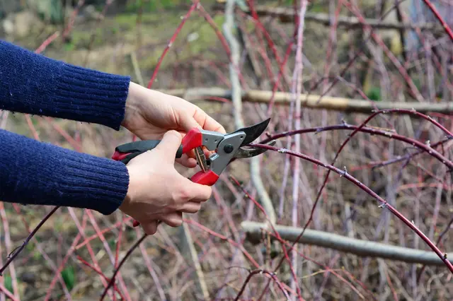 Stříhání ostružin zahradnickými nůžkami pro lepší úrodu