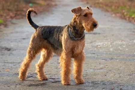 Lovecký pes plemene Airedale Terrier na cestě