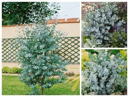 Strom s stříbrnými listy, mrazuvzdorný eukalyptus v zahradě