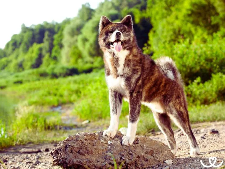 Akita Inu stojí na skále v přírodě