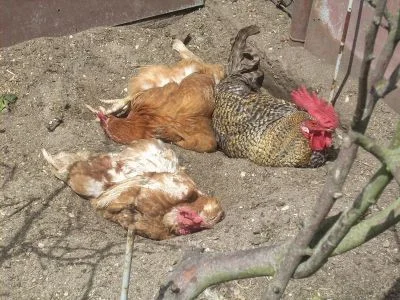 Mrtvé slepice na zemi po úderu hmyzem.