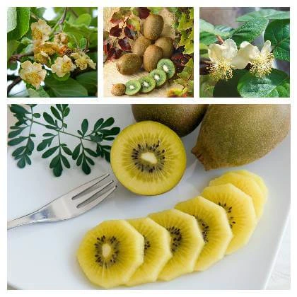Kolekce fotografií s ovocem kiwi: květy, plody a nakrájené kousky.