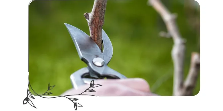 Ruční řez vinné révy zahradnickými nůžkami