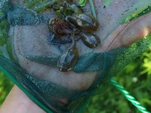 Ruce drží síť s malými žabami rodu Listonoh venku.