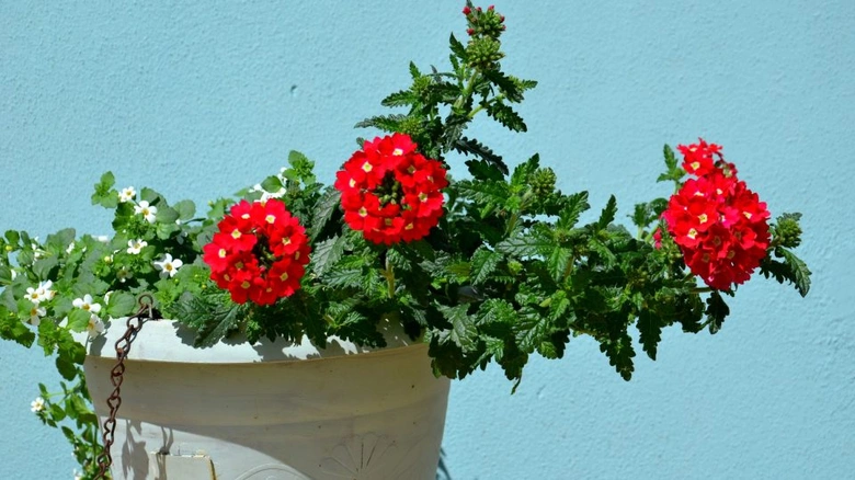 Červená verbena v závěsném květináči na modré zdi