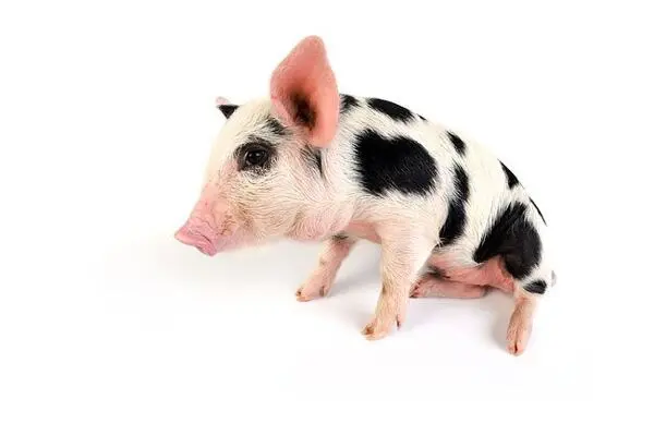 Malé prase s černobílými skvrnami na bílém pozadí.