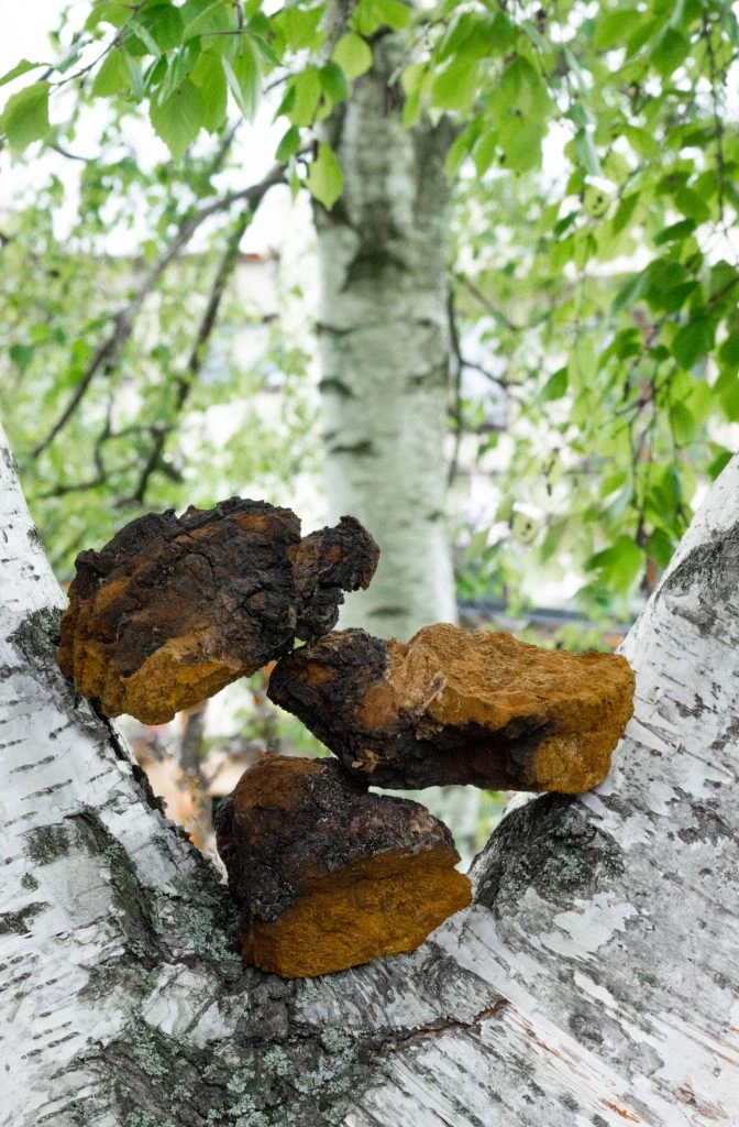 Chaga houba rostoucí na břízovém stromě